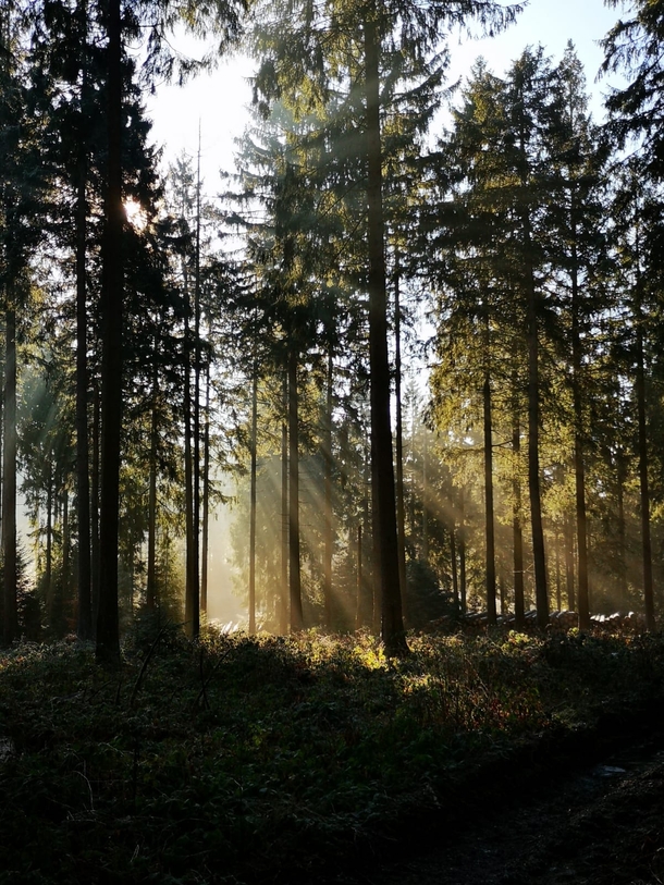 Rays of sunshine in the heart of the forest Germany 