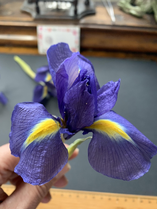 Real Preserved Iris Flower