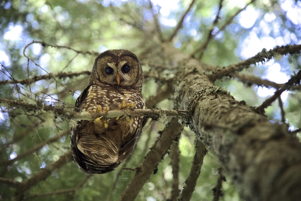 REALLY excited about how this photo I took at work today turned out Northern Spotted Owl From BelowStrix occidentalis caurina 