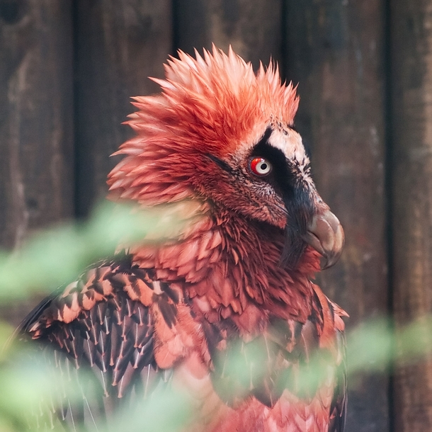 Red Bearded Vulture Gypaetus barbatus 