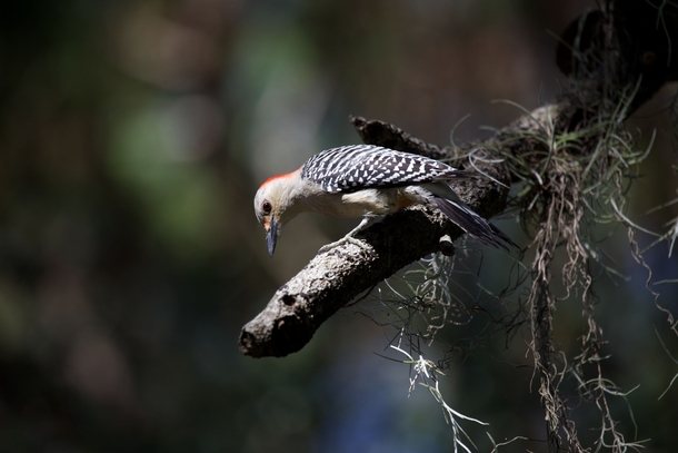 Red-bellied Woodpecker Melanerpes carolinus 