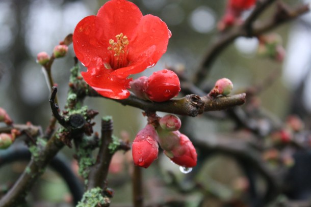 Red Flowering Quince Chaenomeles speciosa 