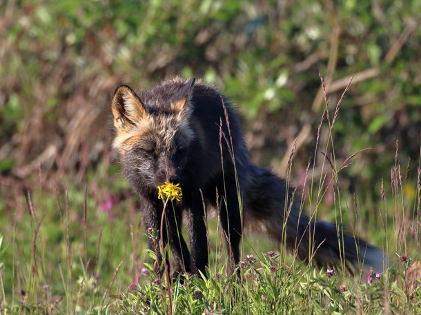 Red Fox takes a moment to smell a flower