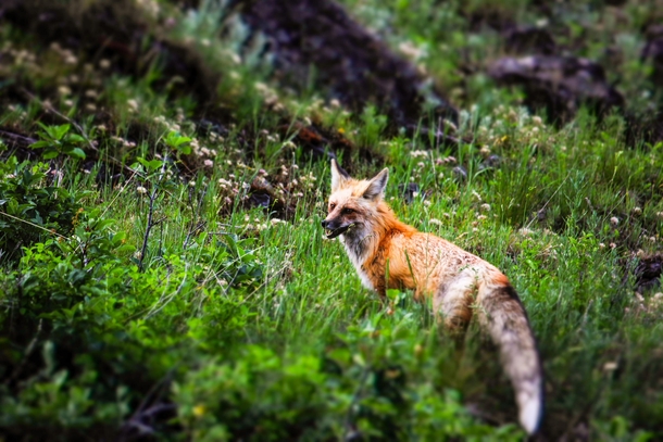 Red Fox Vulpes vulpes by the road at Yellowstone Natl Park WY 