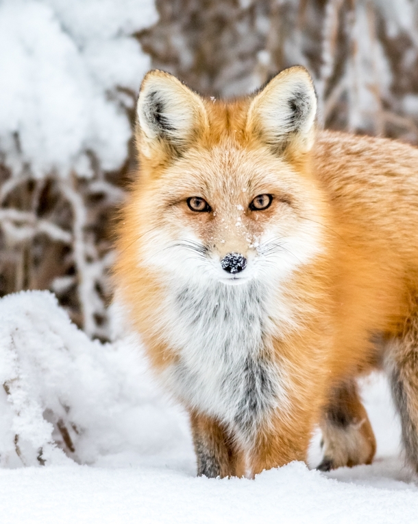 Red Fox vulpes vulpes in Colorado 