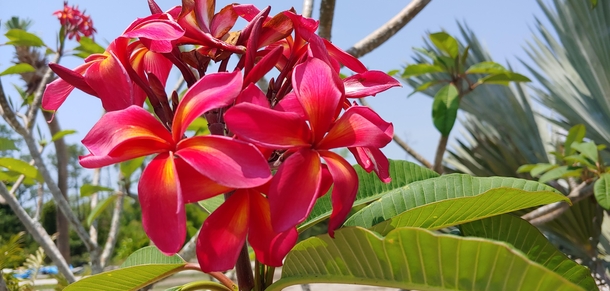 Red frangipani plumeria rubra 