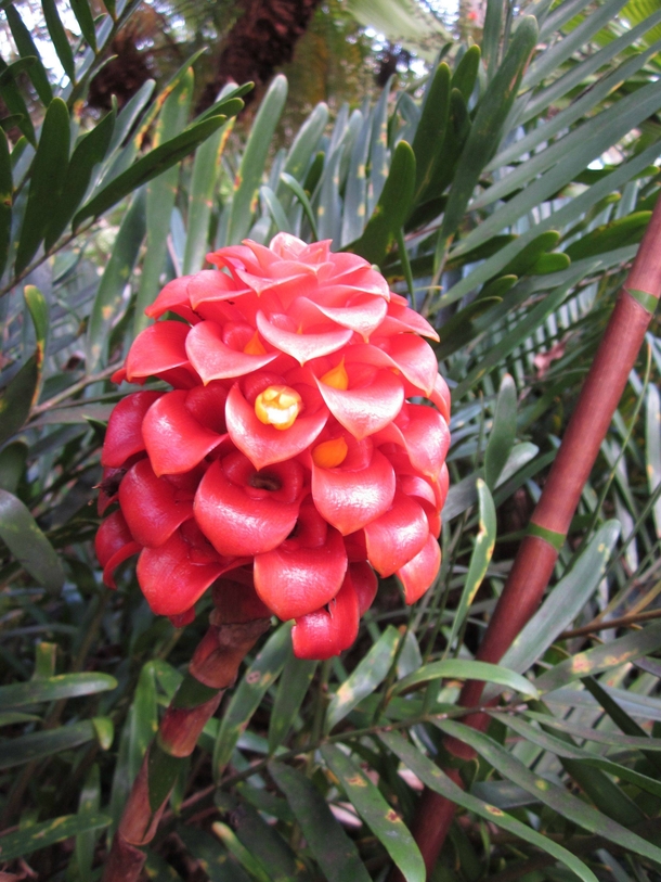 Red Ginger National Tropical Botanical Gardens Kauaii 