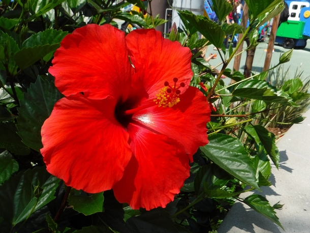 Red Hibiscus Flower 