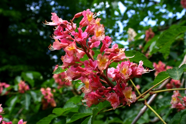 Red horse chestnut flowers Aesculus x carnea photo by Rudiger Wolk 