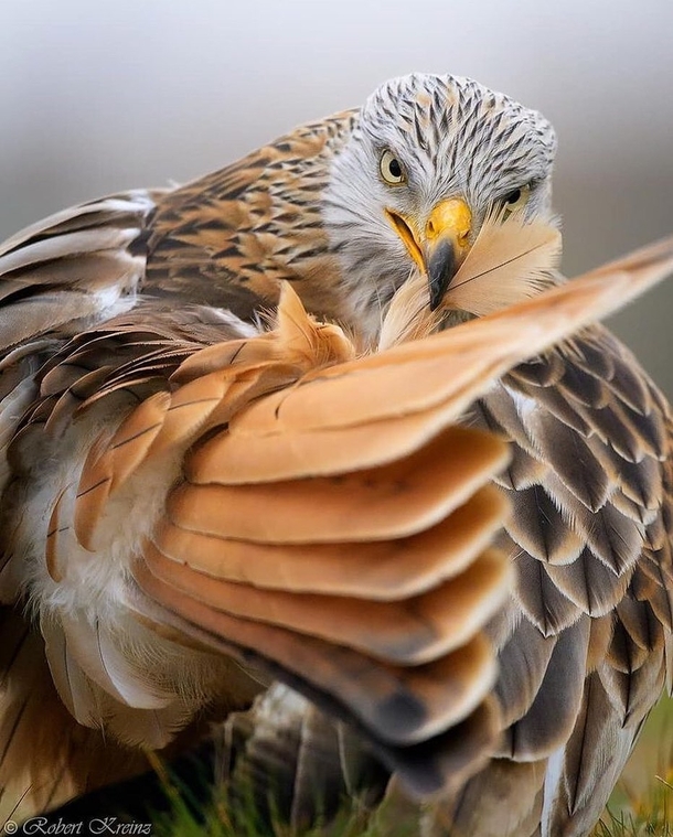 Red Kite Wants to Shake Feathers With You Redditirs