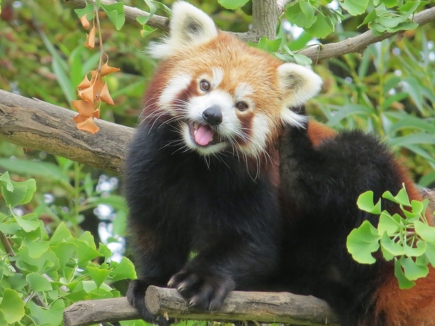 Red panda Ailurus fulgens in a gingko biloba tree 