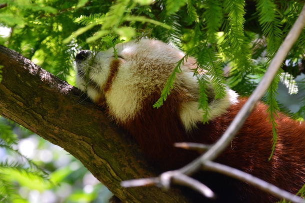 Red Panda Ailurus Fulgens napping 