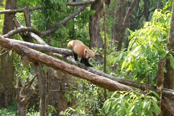 Red Panda Ailurus fulgensin Darjeeling Zoo 
