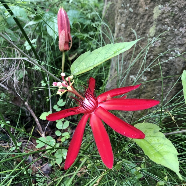 Red passionvine Passiflora coccinea 