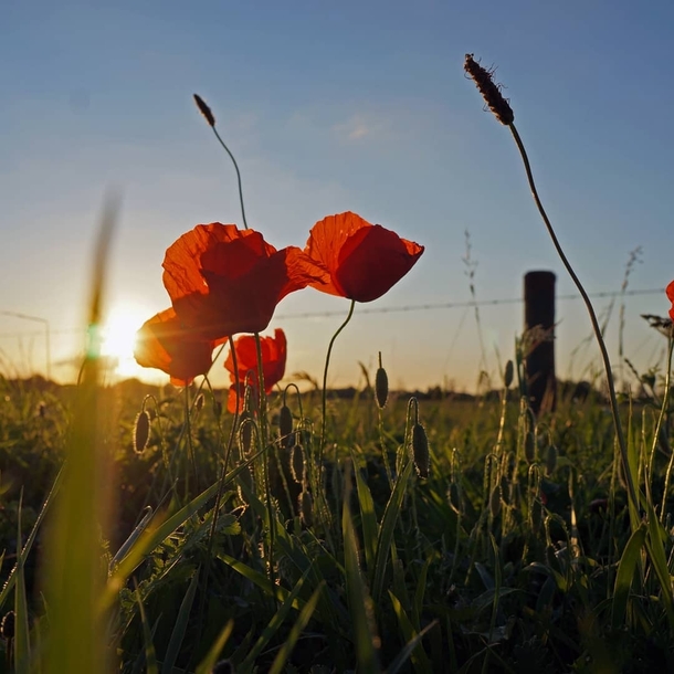 Red poppies in a Dutch sunset 