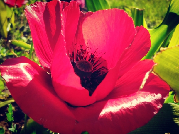 Red poppy to make the gods weep