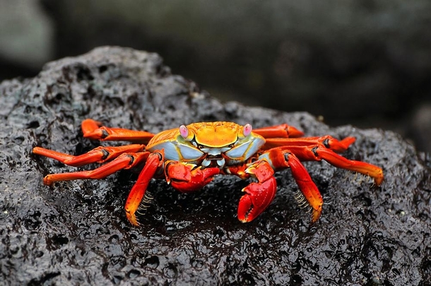 Red Rock Crab Grapsus grapsus Galpagos Islands 