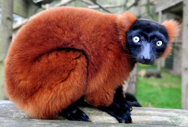 Red ruffed lemur Varecia rubra 