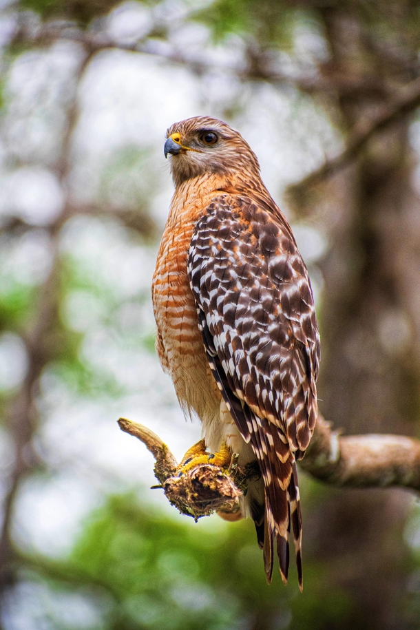 Red Shouldered Hawk waiting for the perfect time to hunt