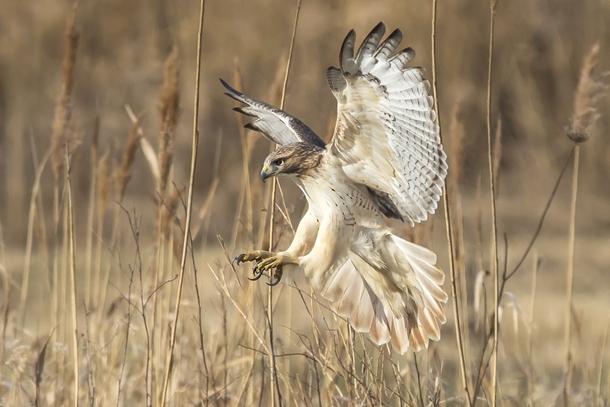 Red-tailed Hawk Photo credit to Joe Bojc