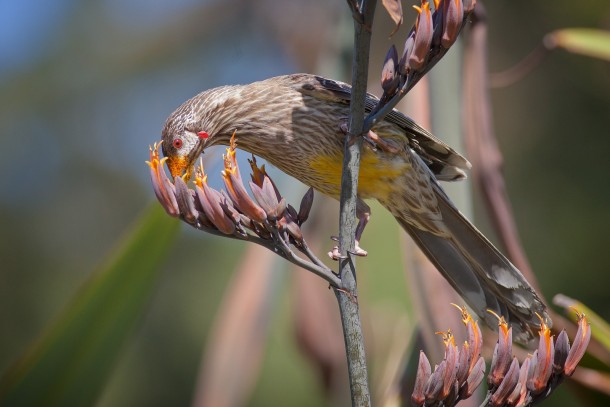 Red wattlebird feeding 