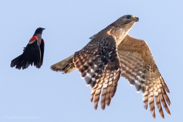 Red-winged blackbird chasing a red shouldered hawk