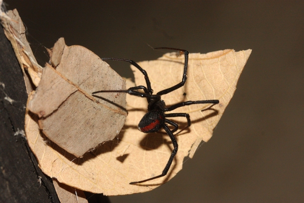 Redback spider Latrodectus hasselti Although these spiders are highly venomous they rarely bite and even when they do death is highly unlikely Taken near Carnarvon National Park Queensland 