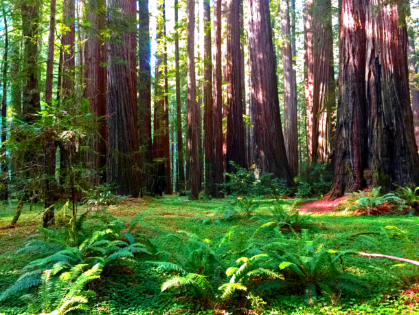 Redwood forest in northern California This region has some of the oldest trees on Earth 
