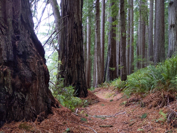 Redwood National Park 