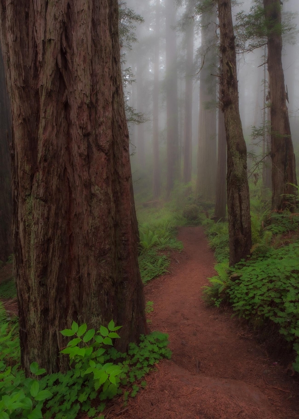 Redwood State Park CA 