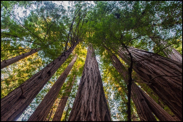 Redwood Trees in Muir Woods CA 