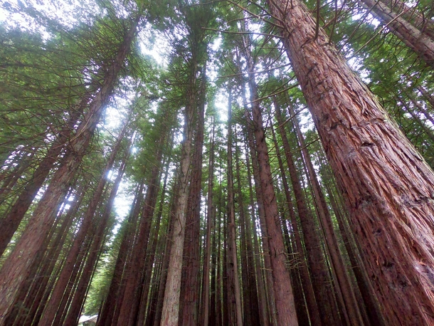 Redwood Treewalk in Rotorua New Zealand 