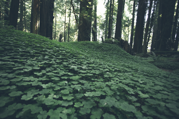 Redwoods ground cover 