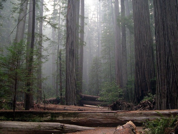 Redwoods in Humboldt Redwoods State Park CA 