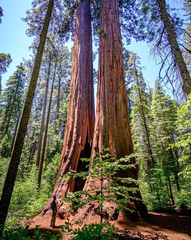 Redwoods in Sierra Nevada