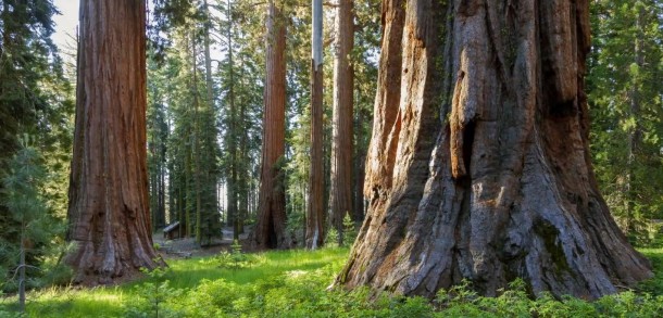 Redwoods in Yosemite National Park 