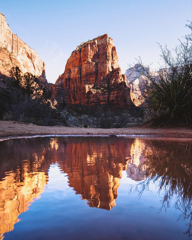 Reflection of Angels Landing from a puddle Zion National Park UT  IG grantplace