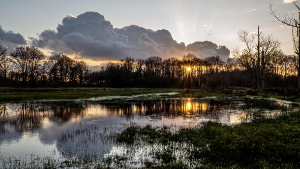 Reflections in a swamp Limburg Belgium 