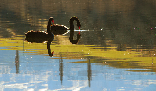 Reflections of Black Swans on Lake Johnson New Zealand 