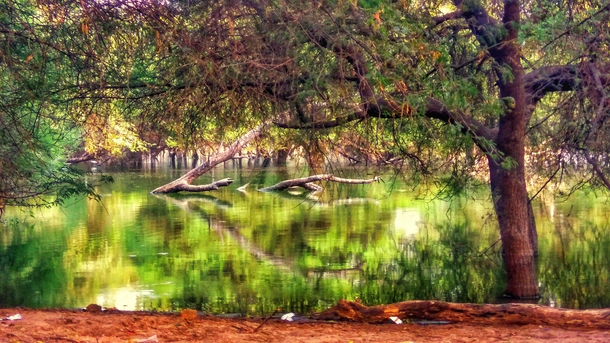 Reflections of the Green in the Water Thol Lake India 