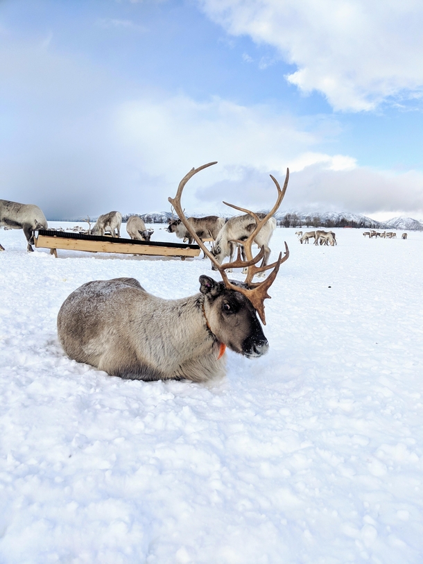Reindeer in Troms