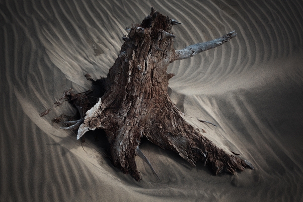 Remains of a tree in a valley of dunes Vancouver Island BC 