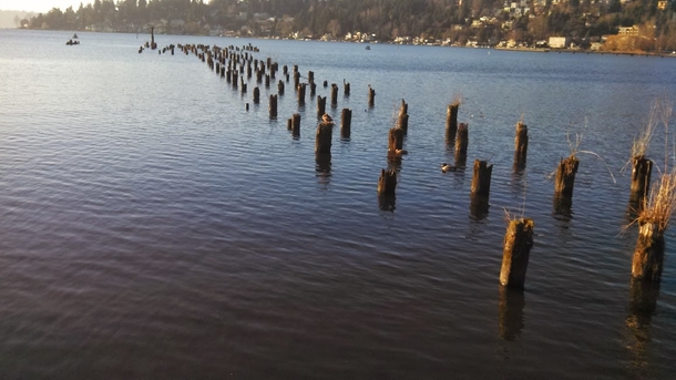 Remains of What Im Guessing is an Old Pier on Lake Washington 