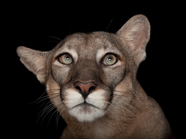 Rescued as a kitten after being abandoned in the wild by its mother in  Calusa nicknamed Lucy is one of no more than  surviving Florida panthers 