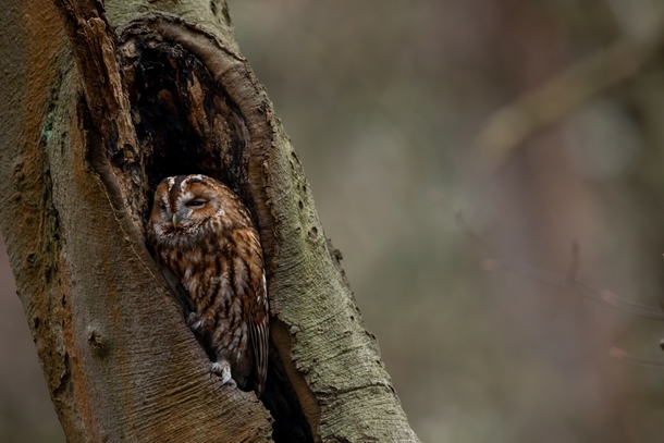 Resting Owl in a tree