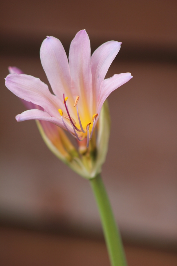 Resurrection Lily 