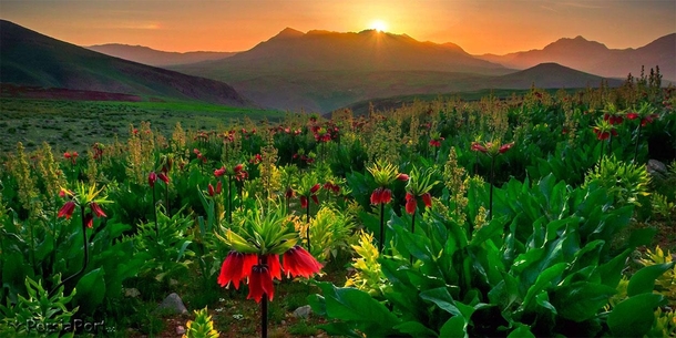 Reverse Tulip Field in the heart of Zagros mountains  Photo by  Farid Sani