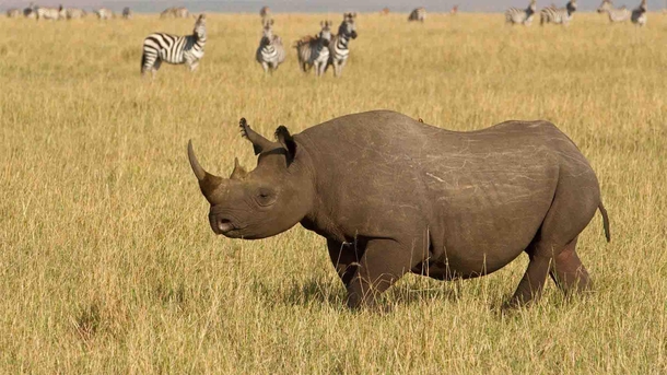 Rhinoceros family Rhinocerotidae in Tsavo West National Park