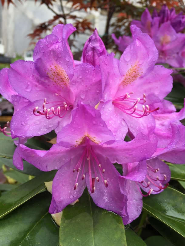 Rhododendron ponticum in State College PA 
