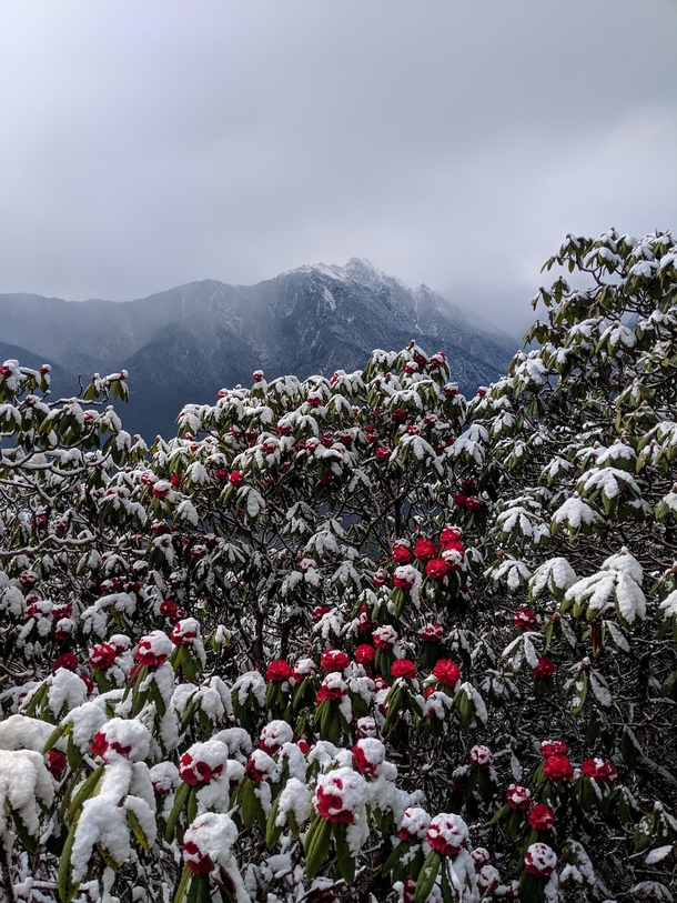 Rhododendrons after snowstorm on Ama Yangri trek Nepal 